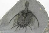 Spiny Psychopyge Trilobite - Top Quality Specimen #250018-5